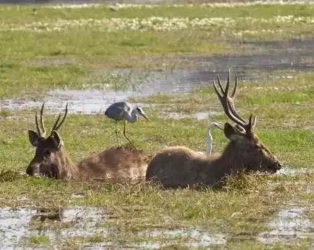 Photo of Camping Amidst 