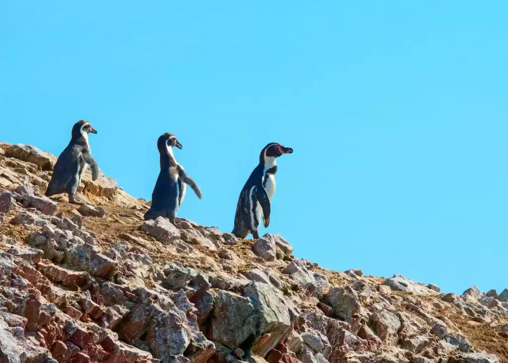 Photo of Ballestas Islands