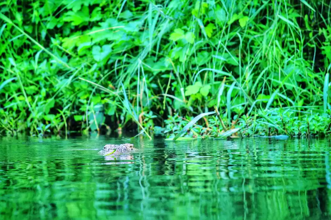 Photo of Chitwan