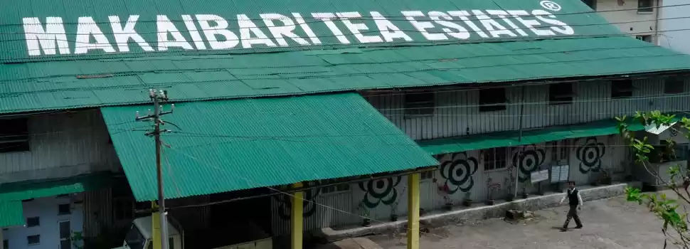 Photo of Makaibari Tea Estate