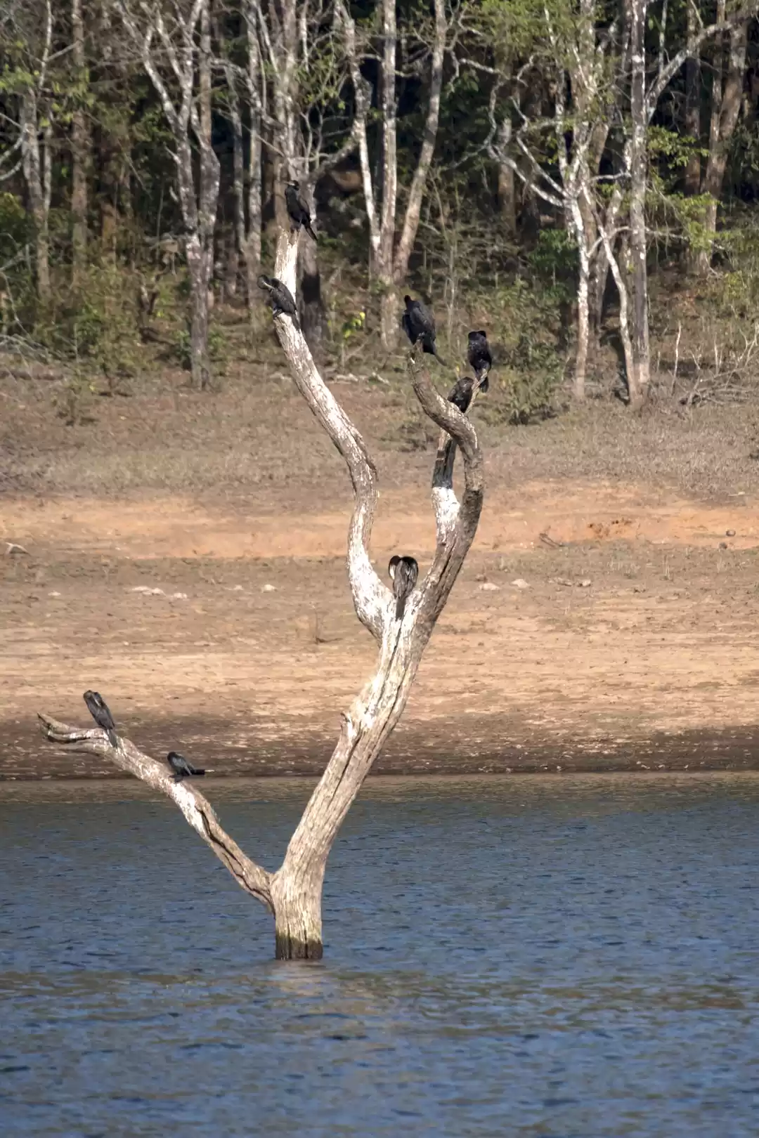 Photo of THEKADDY IN KERALA--