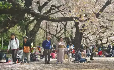 Photo of Shinjuku Gyoen National Garden