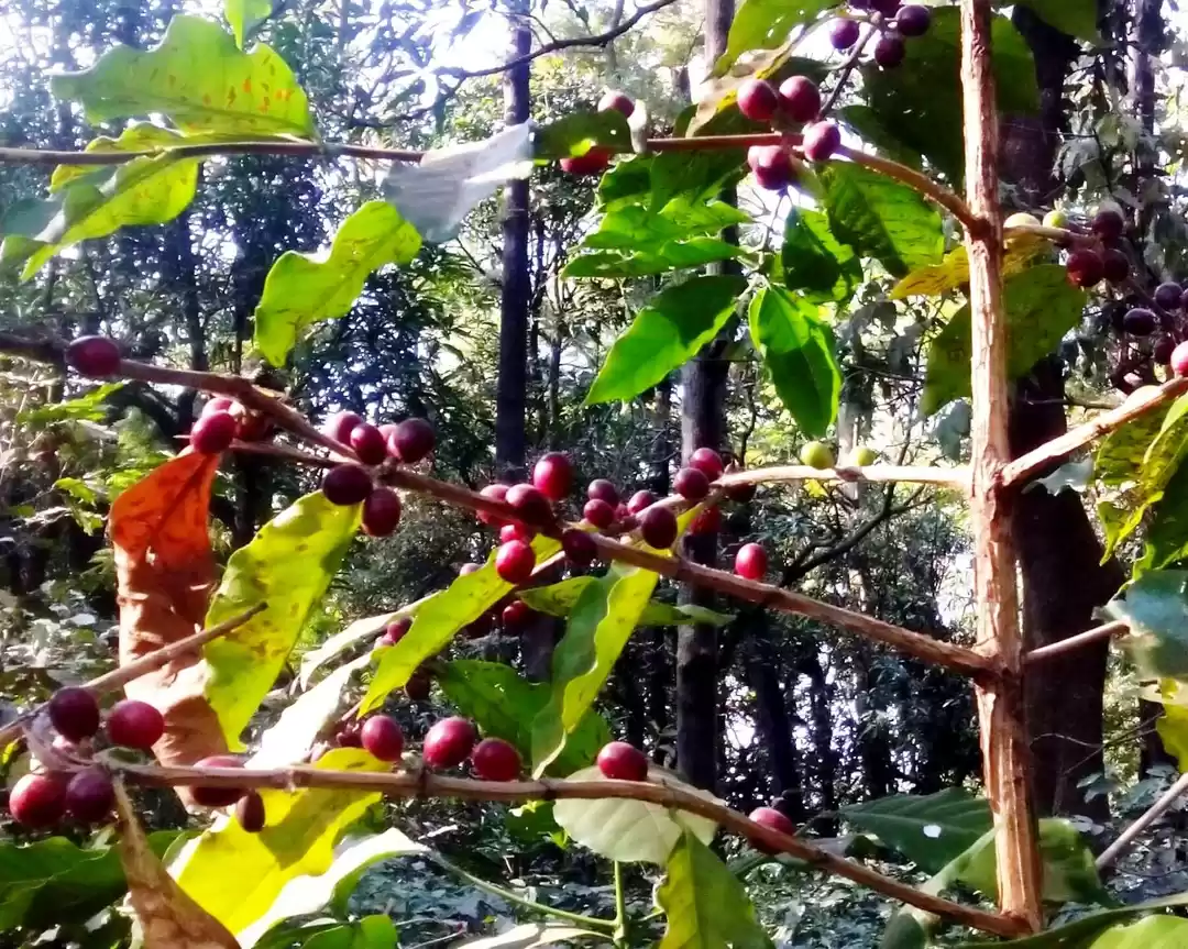 Photo of Coffee farms
