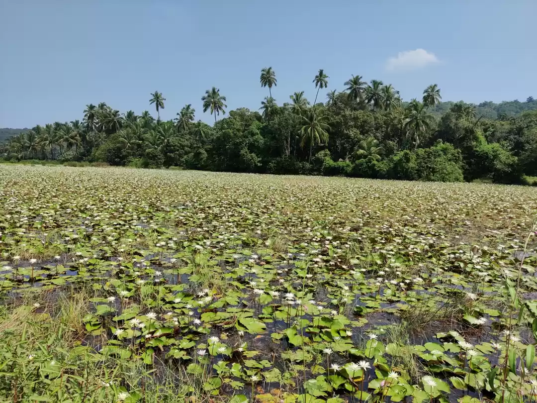 Photo of Vengurla - Shiroda Road
