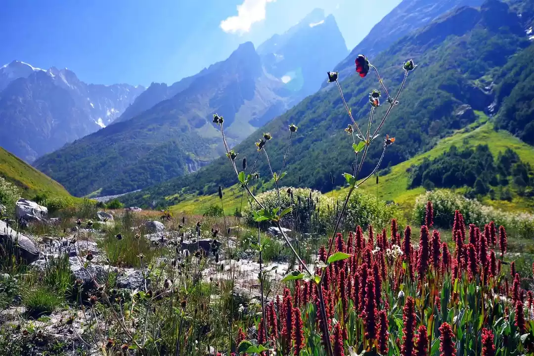 Image 1 of Valley Of Flowers Trek 