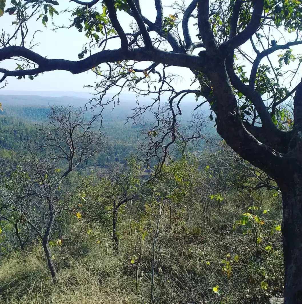 Photo of BETLA national PARK