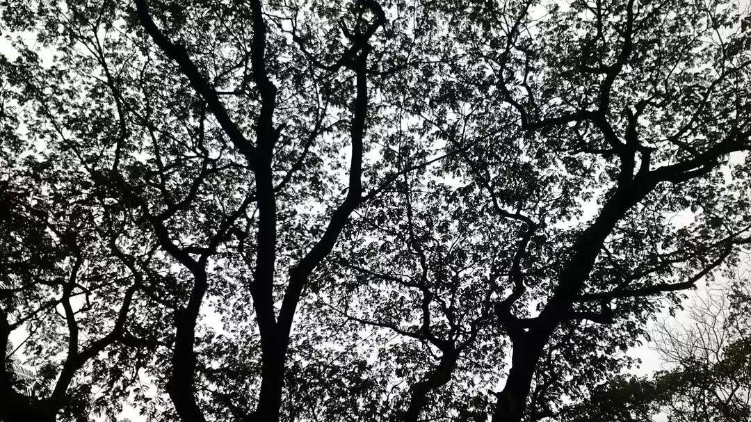 Photo of Mysore Zoo DZ