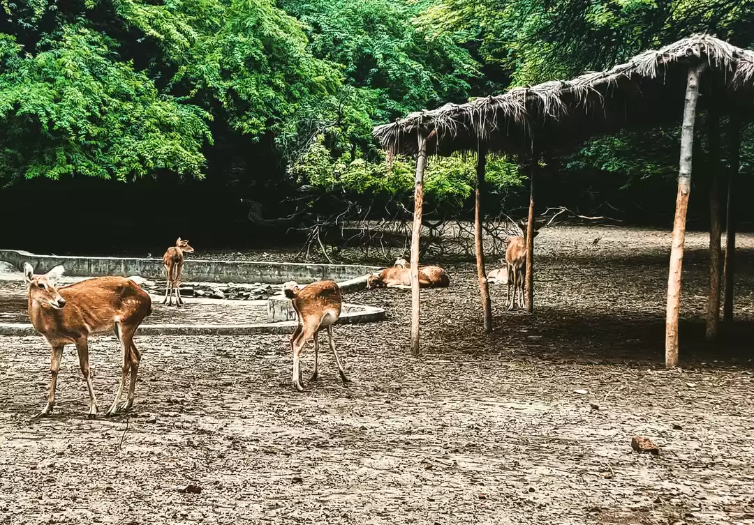 Photo of National Zoological Park of Delhi