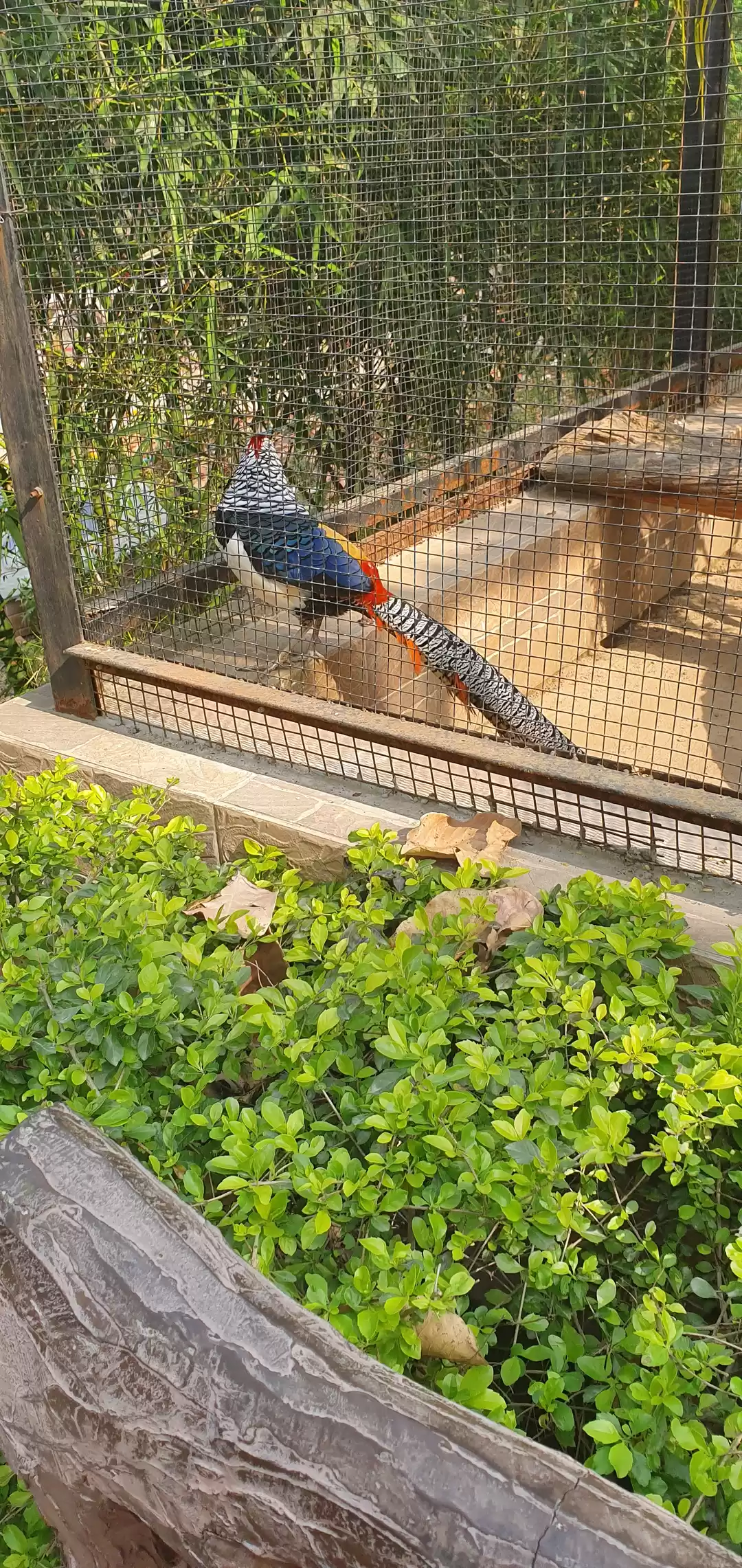 Photo of Malsi Deer Park