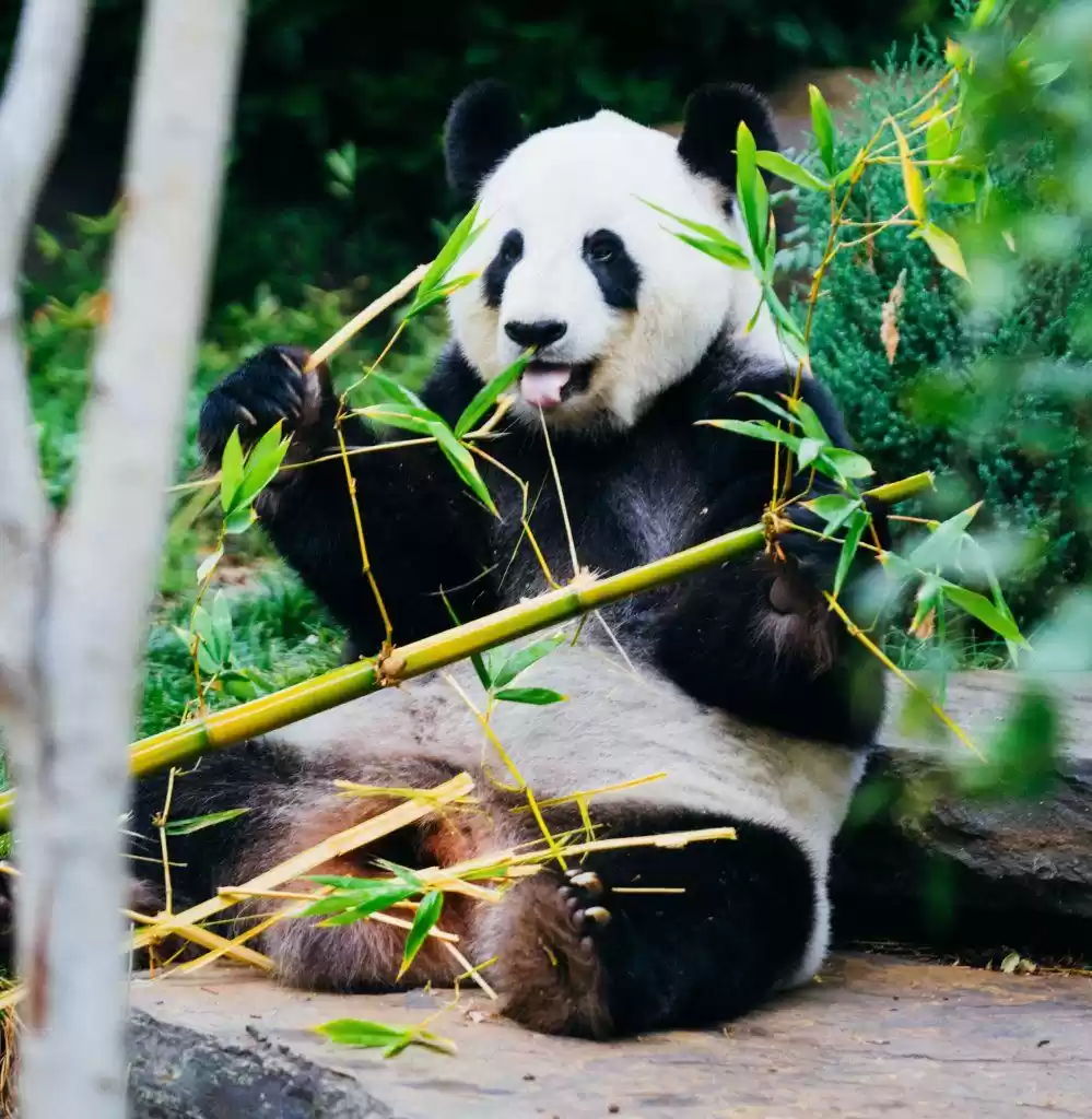 Photo of Macau Giant Panda Pavilion