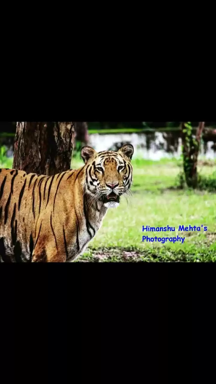 Photo of Chhattbir Zoo