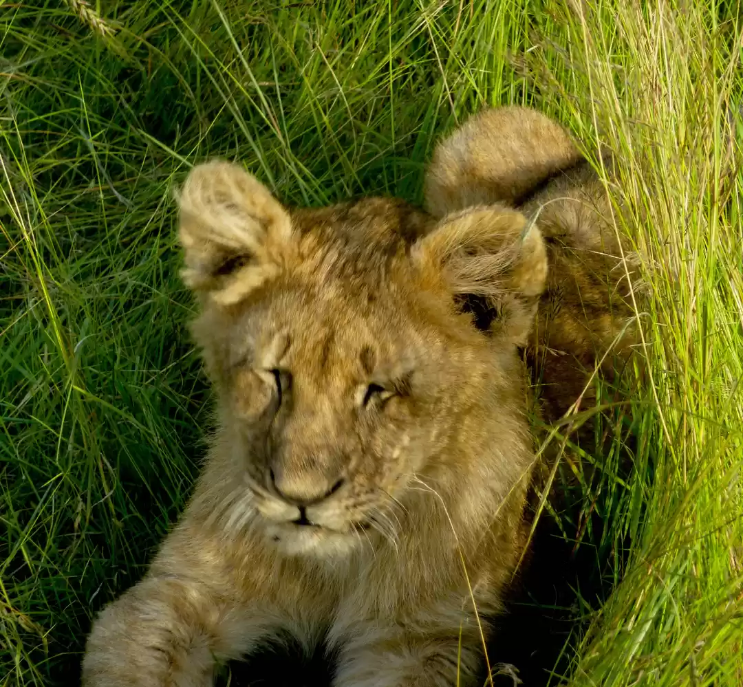 Photo of Maasai Mara National Reserve
