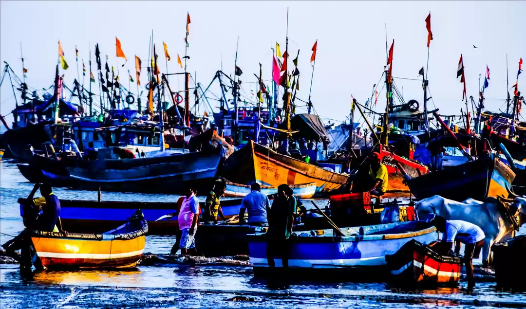 Photo of Harnai Beach Fish Market