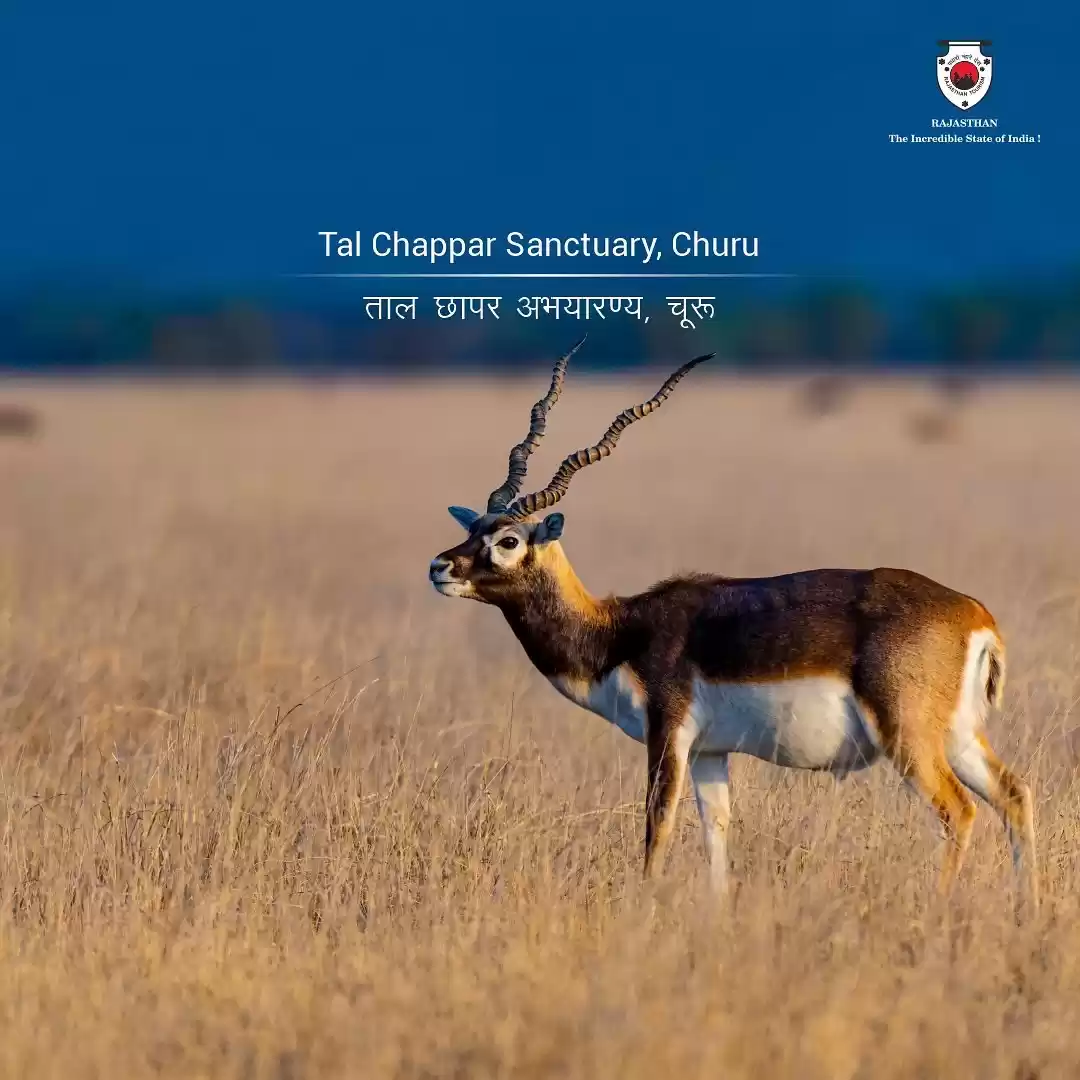 Photo of Tal Chhapar Wildlife Sanctuary