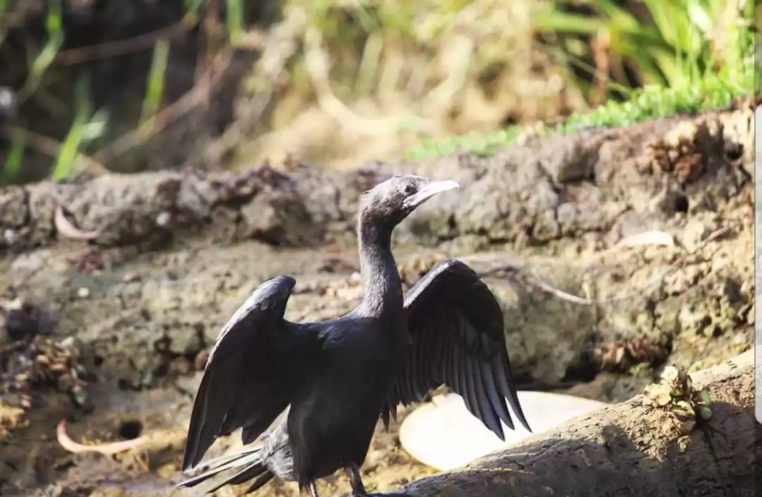 Photo of Kerala Backwater