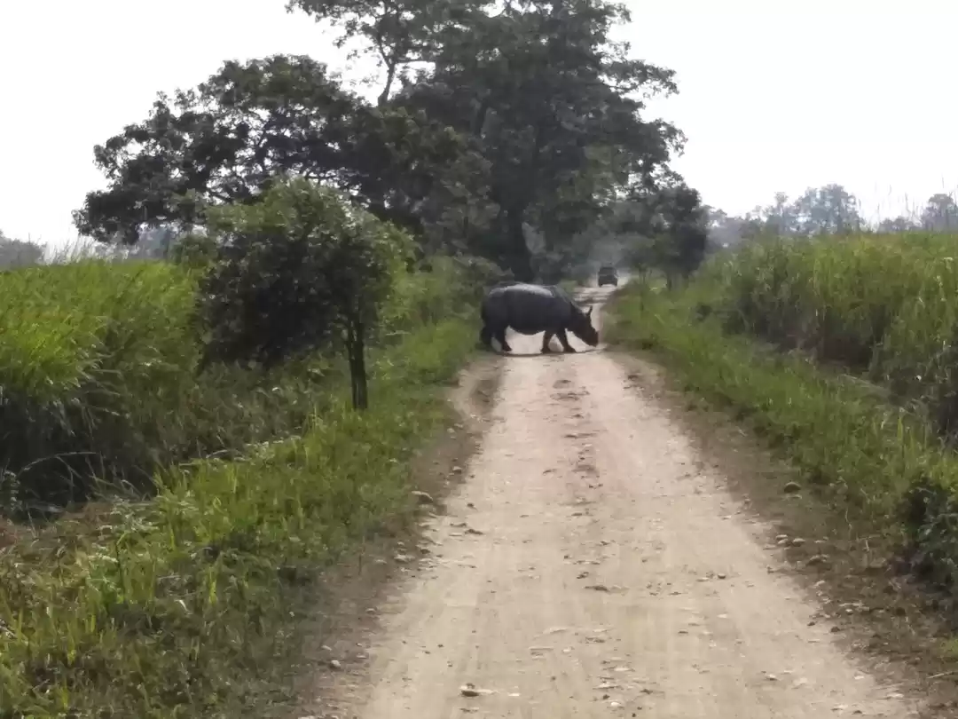 Photo of Kaziranga National Park Central Range (Kohora)