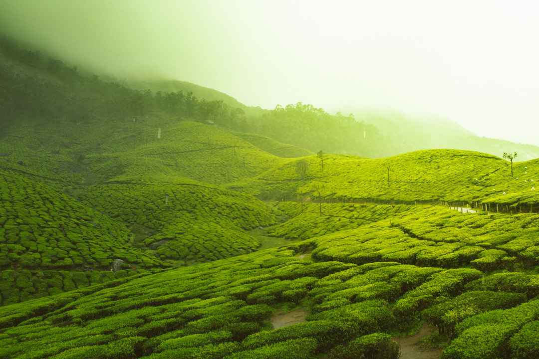 Photo of Romantic Getaway to Kerala