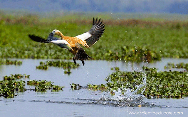 Photo of Dibru Saikhowa National Park, Laika Gaon by Tanisha Mundra